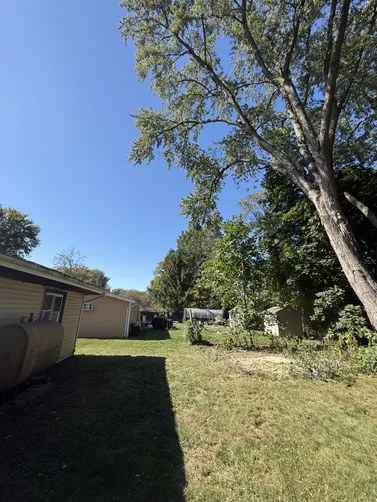 photo at Red Hook, NY on Oct 03, 2025: A customer contacted us as a maple tree was growing under an incredibly large immature, oak tree, a