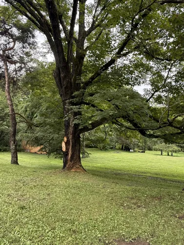 photo at Stanfordville, NY on Aug 01, 2025: Two dead and dying coniferous trees along the left side fence line posed a hazard, so we removed th